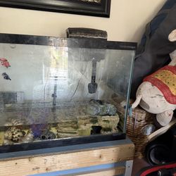 Fish Tank 