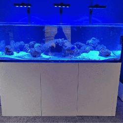 Large Aquarium Tank - Roomy & Beautiful throw always