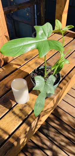 Live indoor Philodendron bipennifolium (Horsehead) plant in a plastic nursery pot—firm price