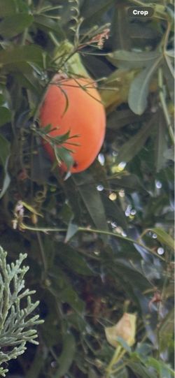 Passion flower plant