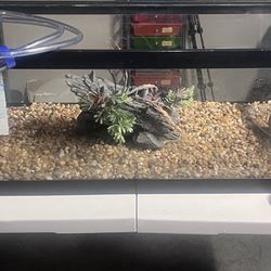 30 Gallon Low With Accessories