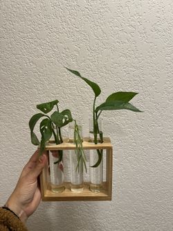 Propagation With Plants