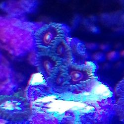 Jawbreaker Hornets Zoa's 