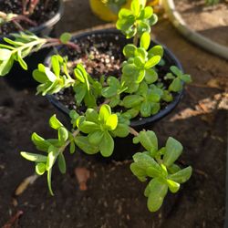 Purslane plants