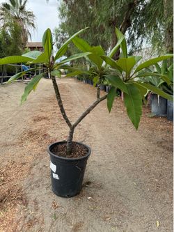 Plumeria 5 gal