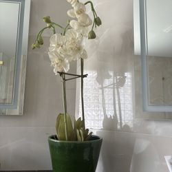 Elegant Tall 36” White Orchid Plant in Green Pot