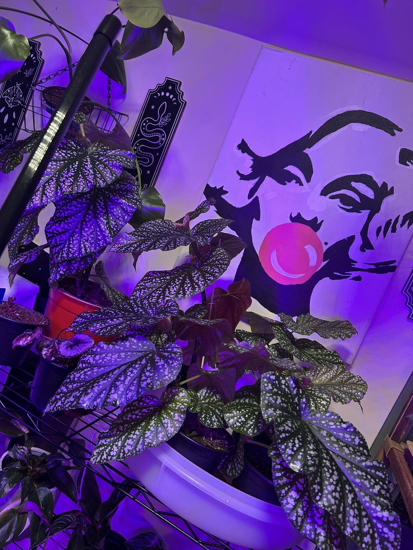 Begonia Plants