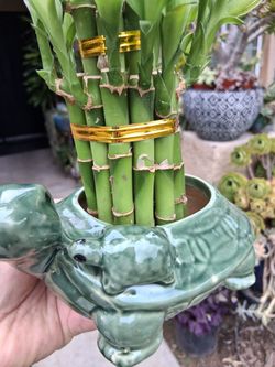 Lucky Bamboos Arrangement in Turtles 🐢 Vase $25