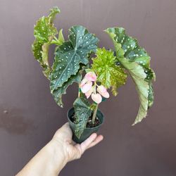 4” begonia Josephine