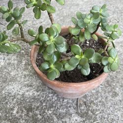 Nice Gade Plant In Clay Pot