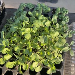 Fresh-Grown Starter Plants & Garden Goodies! 🥕🍅