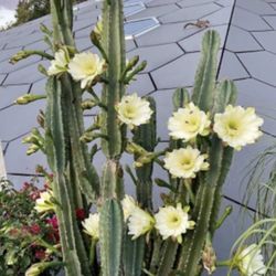 Peruvian Apple Cactus Clippings - Cereus peruvianus - $1 Per Inch Of Clipping 