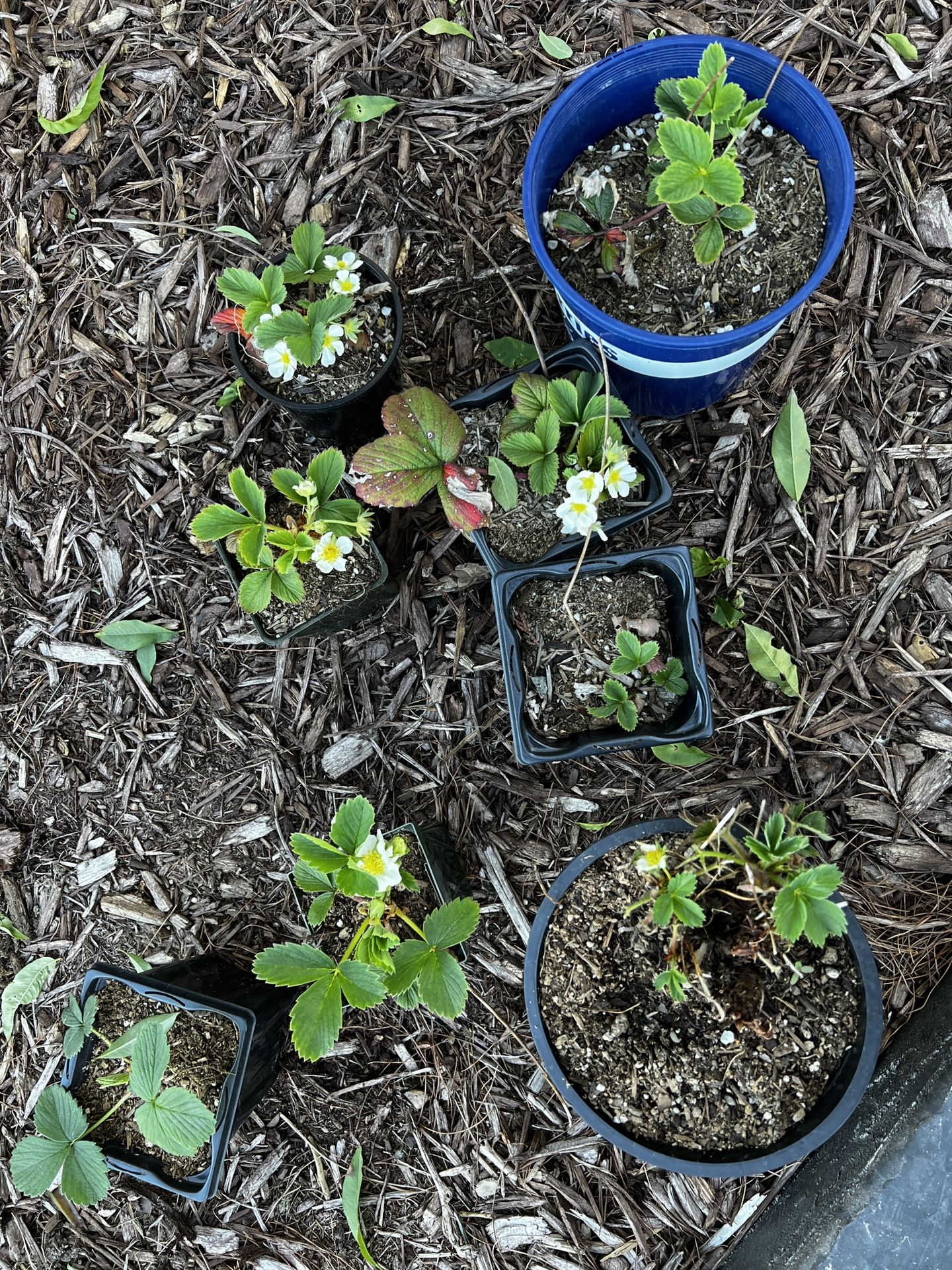 8 Strawberry Plants