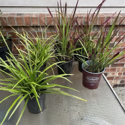 Two Types Of Decorative Garden Grasses/Plants