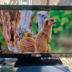 40"SAMSUNG 1080P TV WITH ROKU STREAMING STICK AND REMOTES $120 FINAL PRICE 