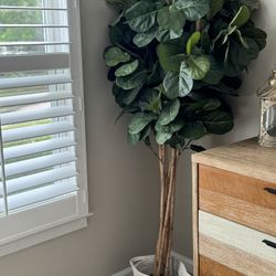 Fiddle Leaf Fig Tree With Basket 