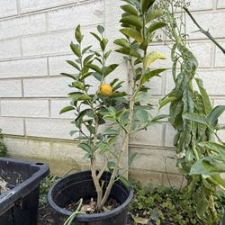 Sweet Lemon Trees