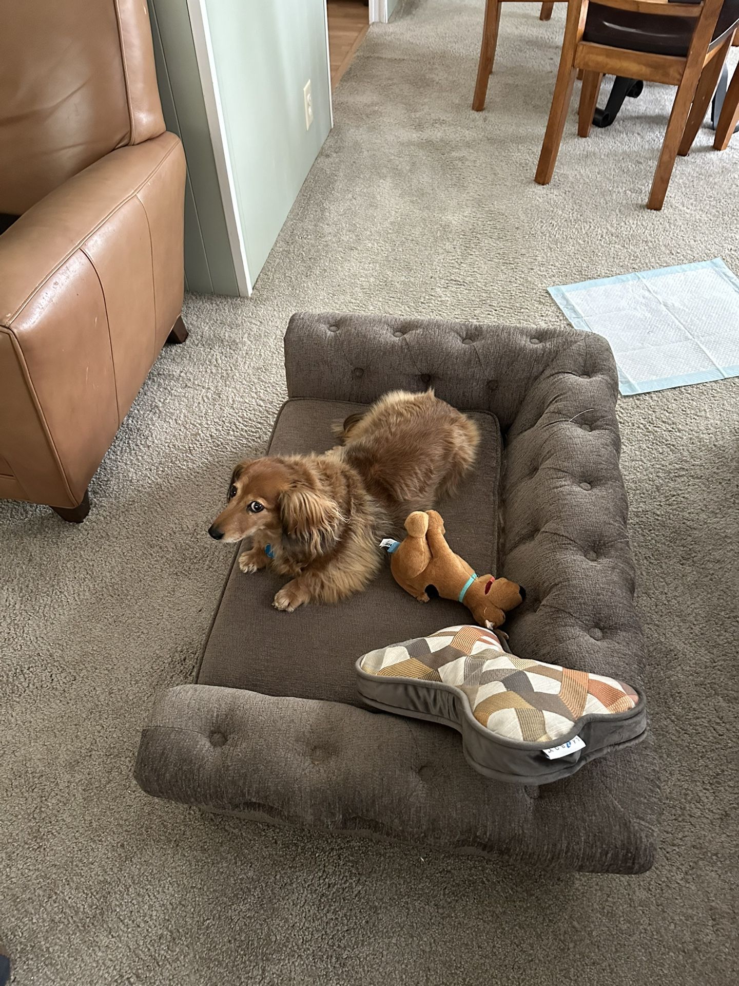 Dog Couch