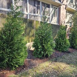 Green Giants SALE, FREE DELIVERY & PLANTING 