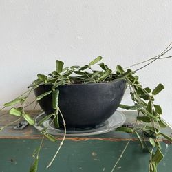 Hoya Rotundiflora
