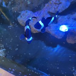 Fake Reef Decoration Clowns