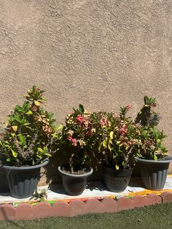 Coronas de Cristo