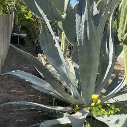 Diferentes Tipos De Plantas 