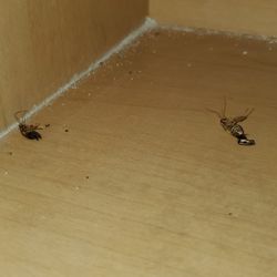 Elimina Cucarachas En 7 Dias