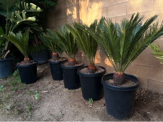 Healthy Sago Palms 2.5ft tall