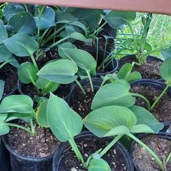 Hostas 3 types, plantain lilies Green, Perennial Fast Reproduction