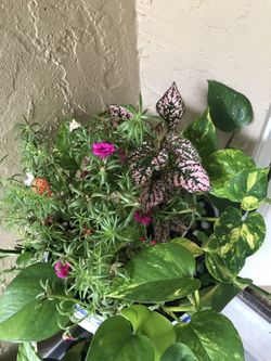Live and beautiful plant in beautiful pot.
