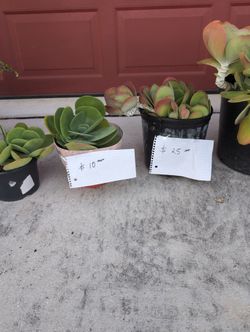 Succulent