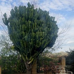 14ft EUPHORBIA CACTUS / AFRICAN MILK TREE