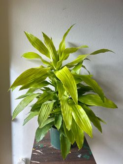 Dracaena Limon Lime