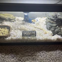 Fancy Mice And Supplies