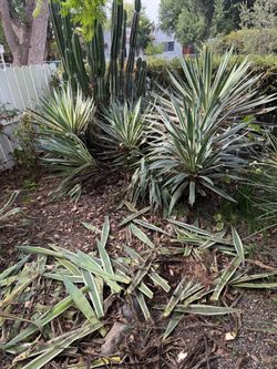 FREE variegated Caribbean agave