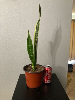 Snake plant or lengua de suegra