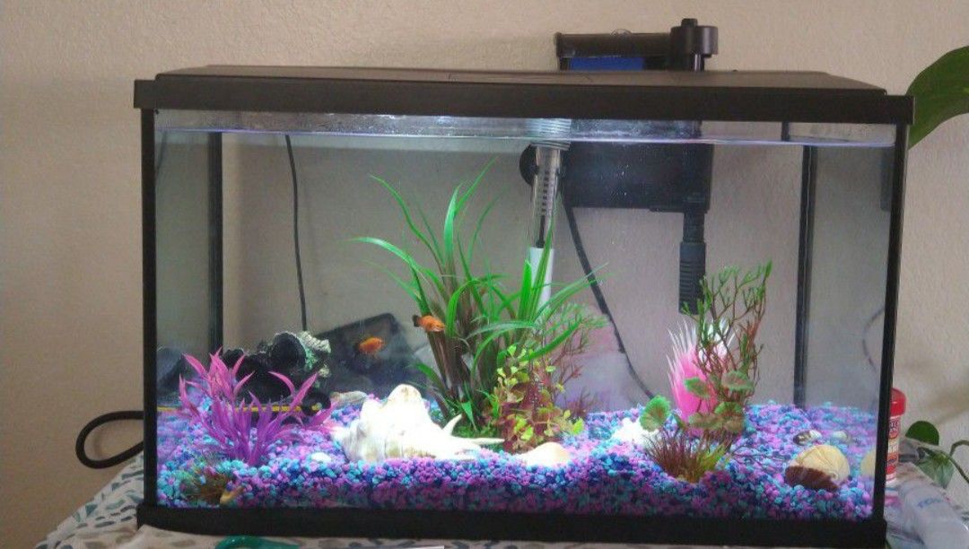 10gallon Aquarium With All The Accessories