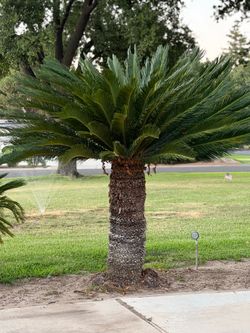 Sago palm trees