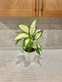 Calathea plant
