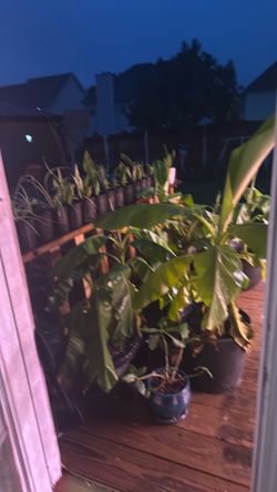 Plants for sale