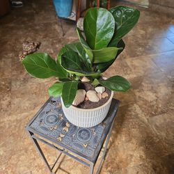 Small Fiddle Leaf Fig In 7in Ceramic Pot With Shells And Stones 