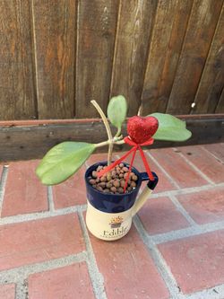 Sweetheart Plant
