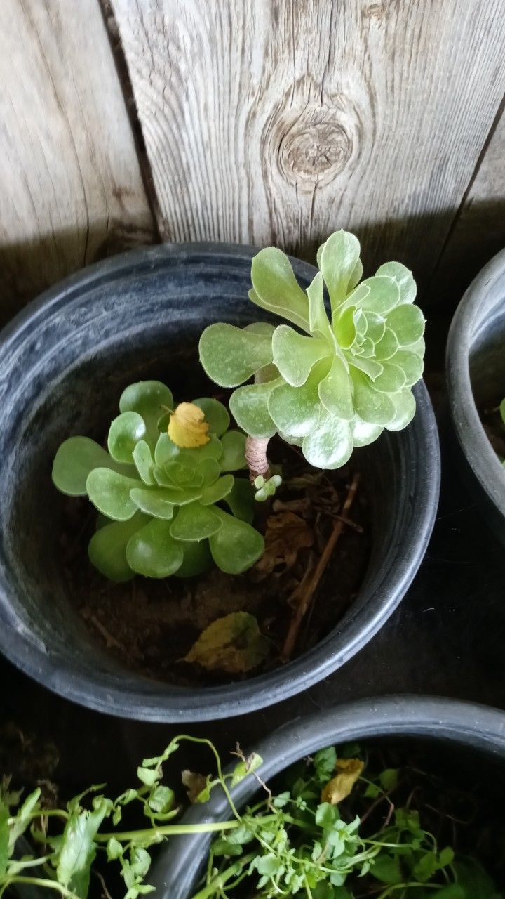 Suculentas