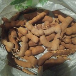 Tamarind Fruit And Leaves 