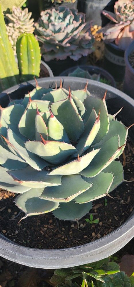 Agave artichoke