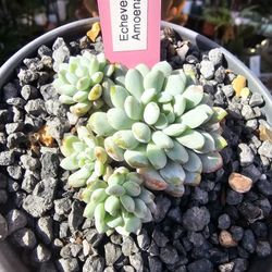 Succulent  plants korean imported rooted