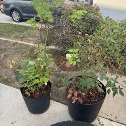 Blackberry And Raspberry Bushes 