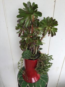 Beautiful arrangement of real succulent plants in a tall metal base