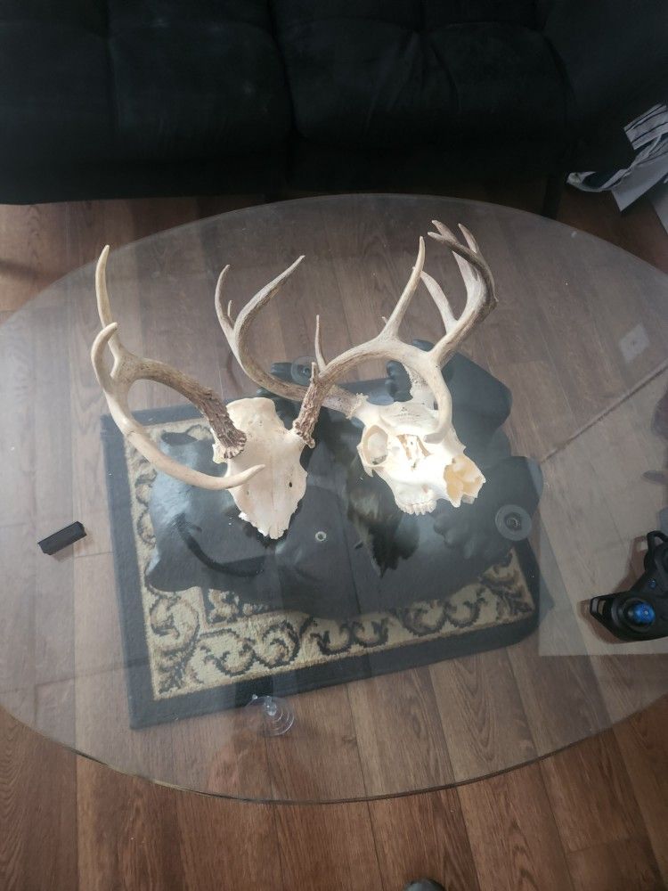 2 Deer Skull Mounts